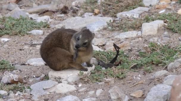 Hyrax Rocha Com Pele Coceira — Vídeo de Stock