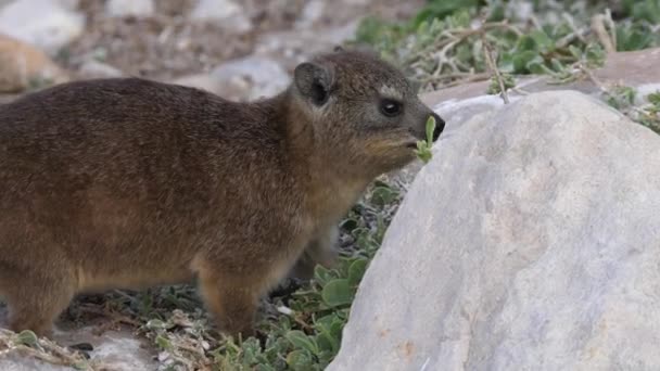 Rock Hyrax Salta Uma Rocha Enquanto Procura Comida — Vídeo de Stock