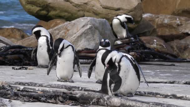 Pingvin Kacsa Betty Öböl Szikláin Dél Afrikában — Stock videók