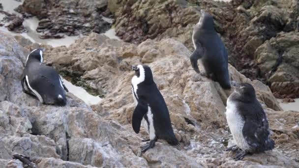 Pingüino Remando Descansando Sobre Las Rocas Betty Bay Sudáfrica — Vídeo de stock