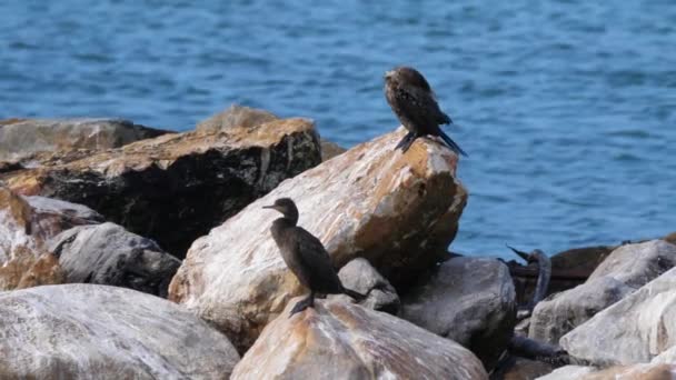 Two Cape Cormorants Rocks Betty Bay South Africa — Stock Video