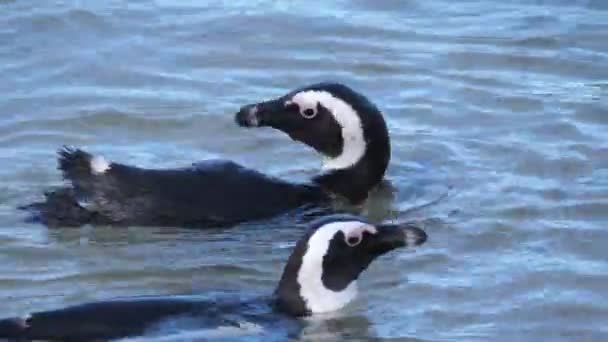 Pinguim Preening Suas Penas Água — Vídeo de Stock