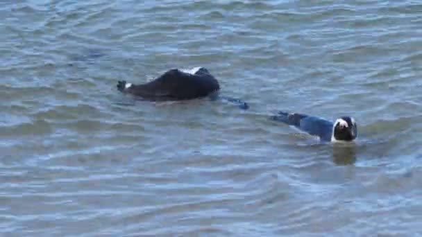 Pingüinos Preparando Sus Plumas Agua — Vídeo de stock