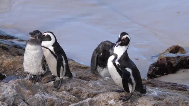 Pinguins Preening Suas Penas Descansando Sobre Rochas — Vídeo de Stock