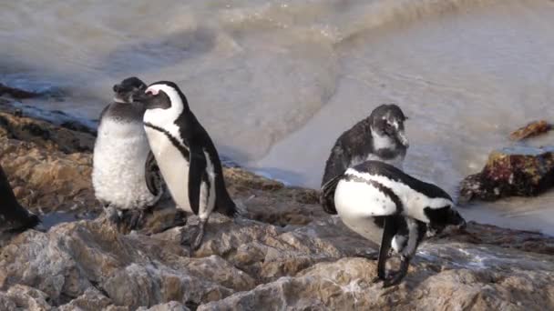 Pinguins Preening Suas Penas Descansando Sobre Rochas — Vídeo de Stock
