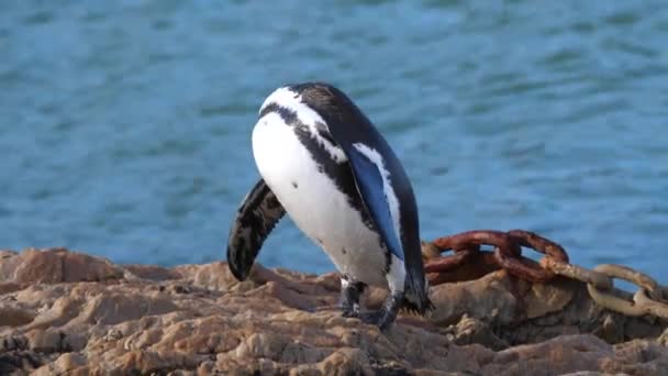 Пингвин Гордится Своими Перьями Скале — стоковое видео