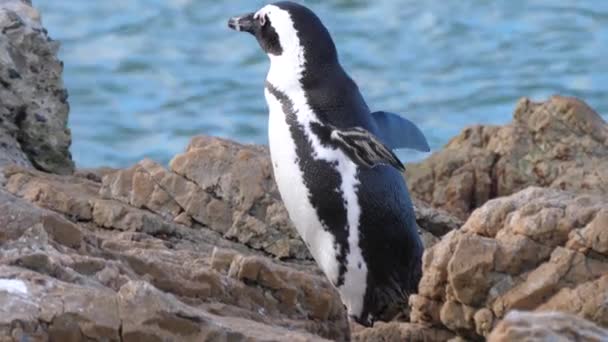 Pingüino Acicalando Sus Plumas Sobre Una Roca — Vídeo de stock