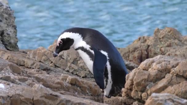 Pinguim Caminha Sobre Rochas — Vídeo de Stock