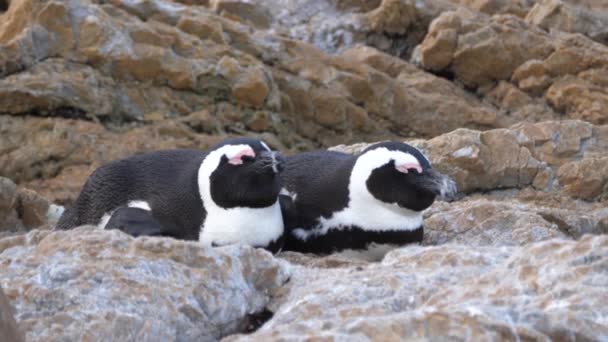 Dos Pingüinos Durmiendo Las Rocas — Vídeo de stock