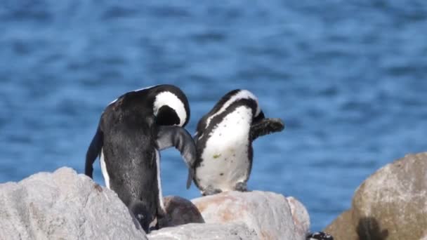 Dois Pinguins Preendendo Suas Penas Descansando Sobre Rochas — Vídeo de Stock