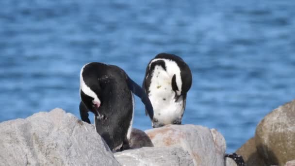 Två Pingviner Som Putsar Sina Fjädrar Klipporna — Stockvideo