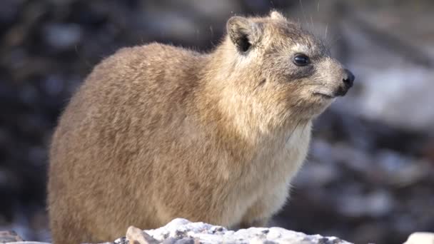 Rock Hyrax Sedí Skále — Stock video