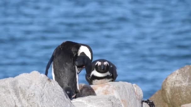 Pingvinek Prédikálnak Tollairól Többiek Meg Sziklákon Alszanak — Stock videók
