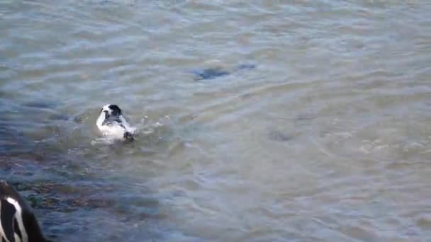 Pingüinos Preparando Sus Plumas Agua — Vídeo de stock