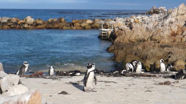 Penguin Pantai Teluk Betty Afrika Selatan — Stok Video