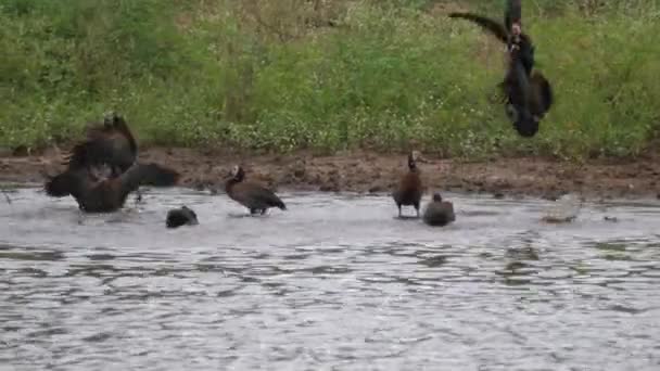 Groupe Canards Siffleurs Visage Blanc Combattant Dans Lac — Video