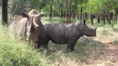 Gergedan ve yavrusu Hlane Kraliyet Ulusal Parkı, Svaziland ormanında