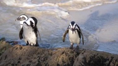 Üç Penguen bir kayanın üzerinde yürüyor