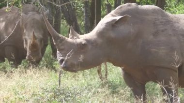 Bir grup gergedan, Svaziland 'daki Hlane Royal Ulusal Parkı' nda otlayıp geziniyor.