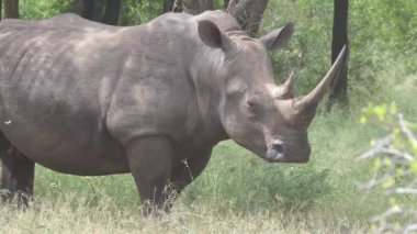 Bir gergedandan Svaziland 'daki Hlane Royal Ulusal Parkı' ndaki kameraya doğru yaklaşın.