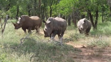 Bir grup gergedan Hlane Kraliyet Ulusal Parkı, Svaziland ormanında dolaşıyorlar.