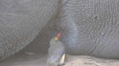 Sarı gagalı öküzkuşları gergedanın derisinden böcek yer.