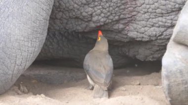 Sarı gagalı öküzkuşları gergedanın derisinden böcek yer.