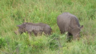 Gergedan ve yavrusu otluyor.
