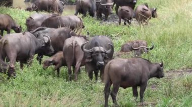 Güney Afrika 'da çalılardan yemek yiyen iki zürafa.