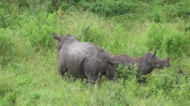 Gergedan ve yavrusu çalılıklarda yürüyorlar.