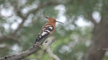 Hlane Kraliyet Ulusal Parkı, Svaziland 'da bir ağaç dalında Hoopoes.