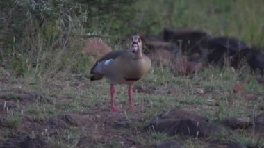 Güney Afrika 'daki UMKhuze Oyun Rezervi' nde Mısırlı kaz otluyor