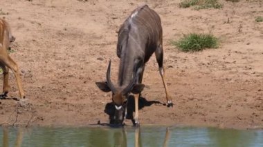 Erkek, su birikintisinden su içer.