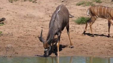 Erkek, su birikintisinden su içer.