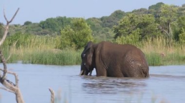 Fil, Güney Afrika 'daki Pilanesberg' de bir gölden çıkar.