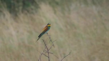 Bir ağaç dalında oturan tarçın göğüslü arı yiyici