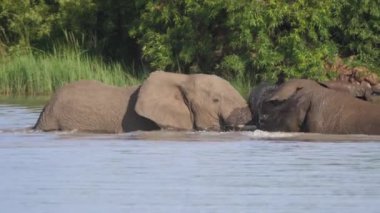 Filler Güney Afrika 'da Pilanesberg' de bir gölde savaşıyor.