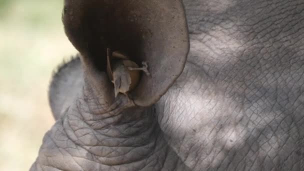 Żółtodzioby Zjada Owady Ucha Nosorożca — Wideo stockowe