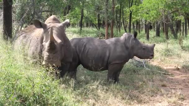 Rhino Haar Jongen Het Bos Van Hlane Royal National Park — Stockvideo