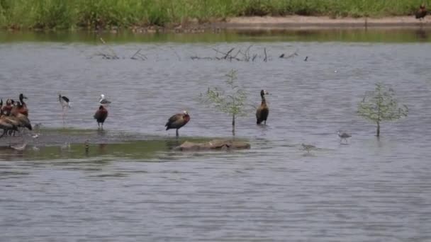 Grupo Pato Silbante Cara Blanca Lago Poco Profundo — Vídeos de Stock