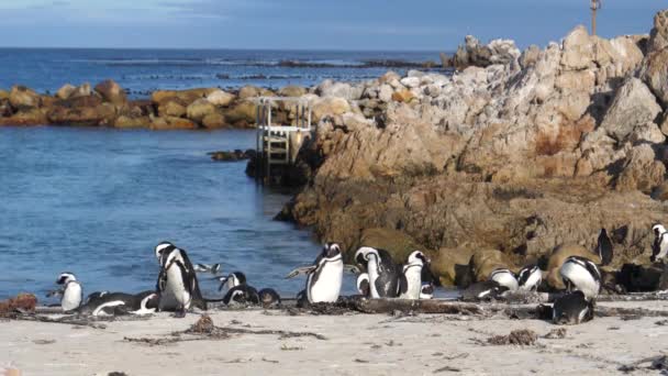 Pingüinos Playa Betty Bay Sudáfrica — Vídeo de stock