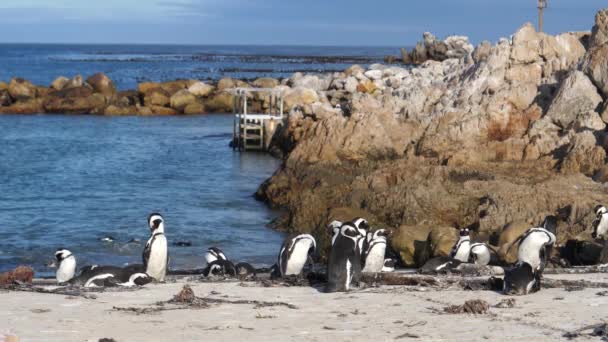 Güney Afrika Betty Bay Plajındaki Penguenler — Stok video