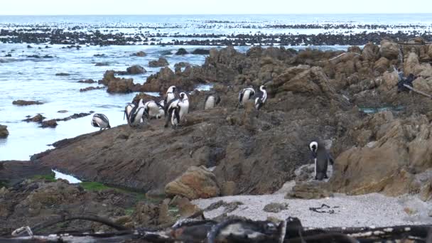 Pingüinos Las Rocas Alrededor Betty Bay Sudáfrica — Vídeo de stock