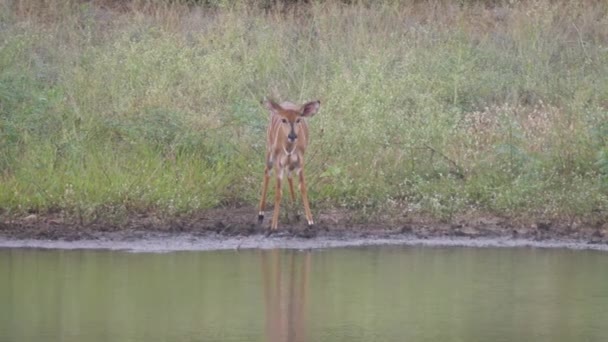 Female Lesser Kudu Drinking Water Lake — Stock Video