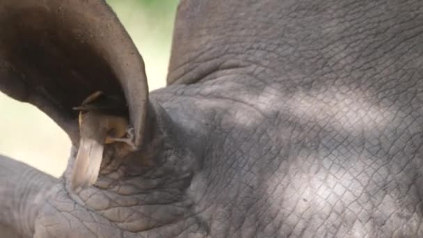 Gulnäbbad Oxpitt Äter Insekter Noshörningen — Stockvideo