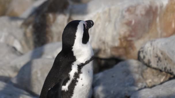 Close Van Een Pinguïn Rotsen Rond Betty Bay Zuid Afrika — Stockvideo