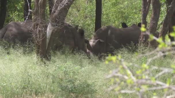 Grupo Rinocerontes Bosque Del Parque Nacional Hlane Royal Swazilandia — Vídeo de stock