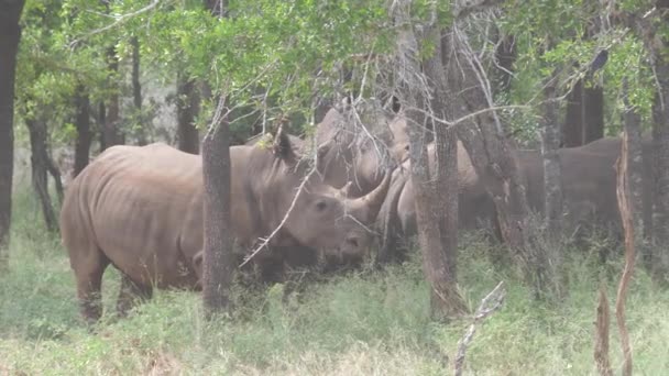 Grupo Rinocerontes Bosque Del Parque Nacional Hlane Royal Swazilandia — Vídeos de Stock