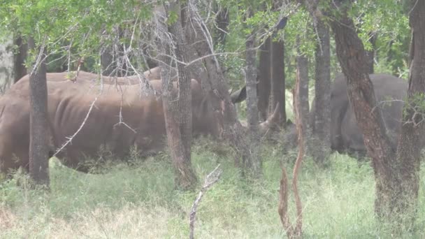 Groupe Rhinocéros Dans Forêt Parc National Hlane Royal Swaziland — Video