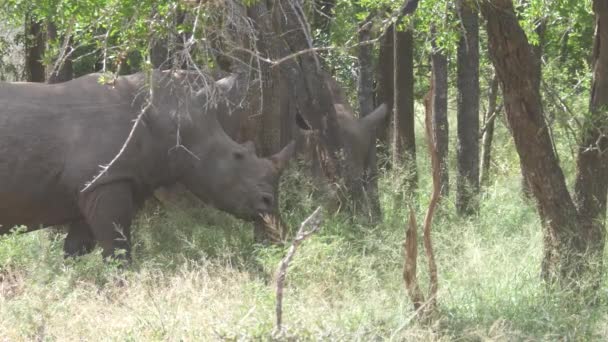 Gruppo Rinoceronti Nella Foresta Del Parco Nazionale Reale Hlane Swaziland — Video Stock